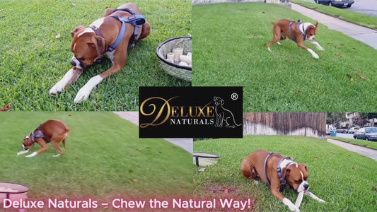 Deluxe Naturals 1-LB Pack Large Elk Antler Dog Chews