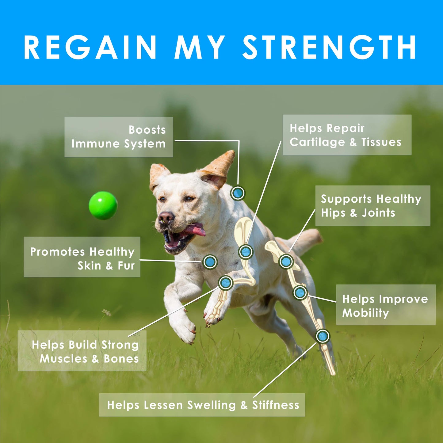 Deluxe Naturals 4-Pack Dog Wellness Bundle – 2 × Probiotic Soft Chews & 2 × Hip and Joint Soft Chews – Digestive, Immune, Mobility & Joint Support for Dogs – 90 Count Each